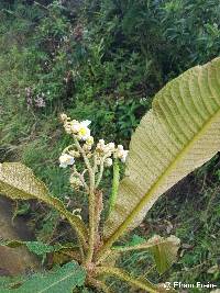 Saurauia tomentosa image