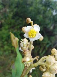 Saurauia tomentosa image