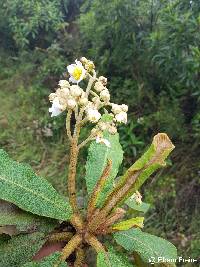 Saurauia tomentosa image