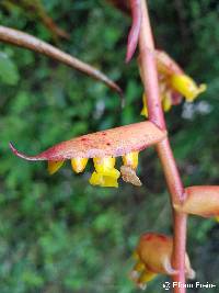 Racinaea tetrantha image