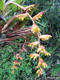 Racinaea tetrantha image