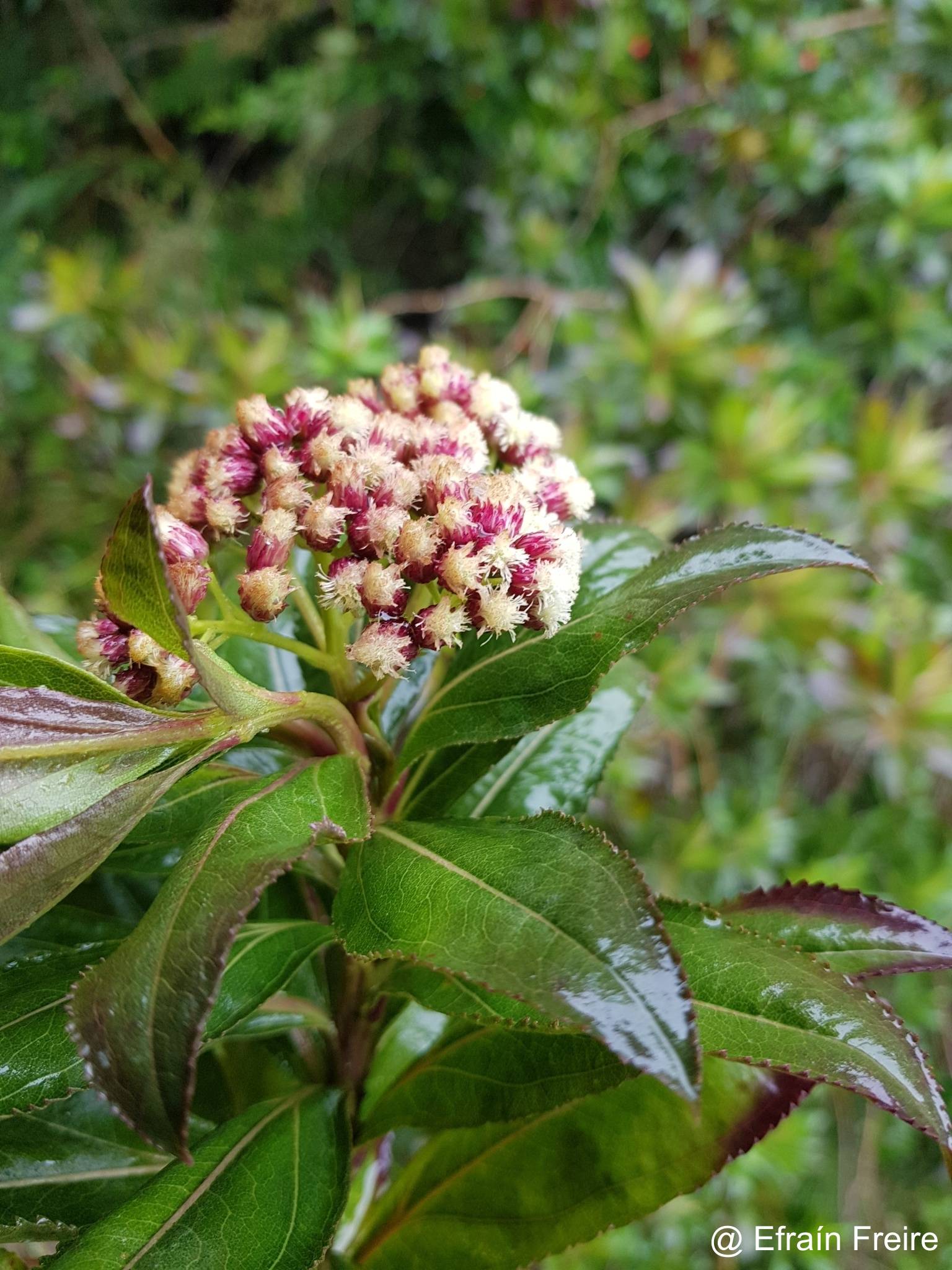 Baccharis latifolia image