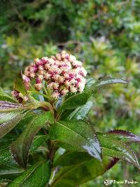 Baccharis latifolia image