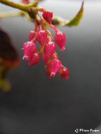 Gaultheria insipida image