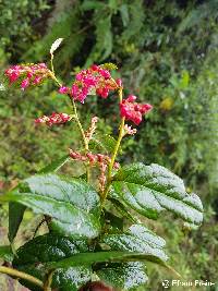 Gaultheria insipida image