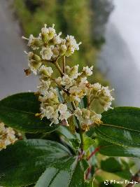 Miconia crocea image