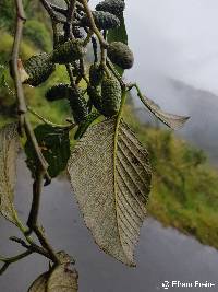 Alnus acuminata image