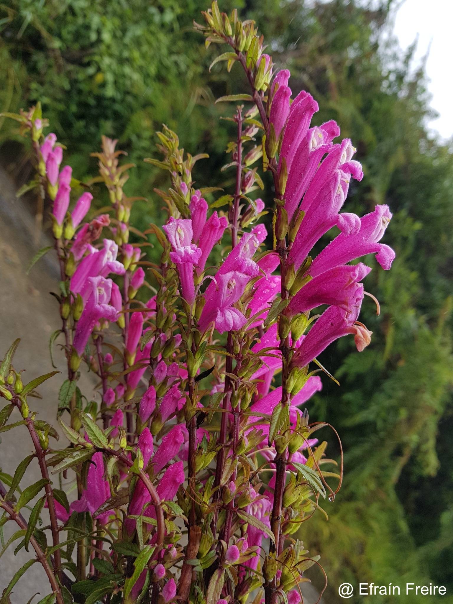 Lamourouxia virgata image