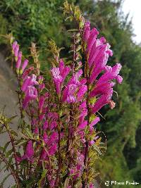 Image of Lamourouxia virgata