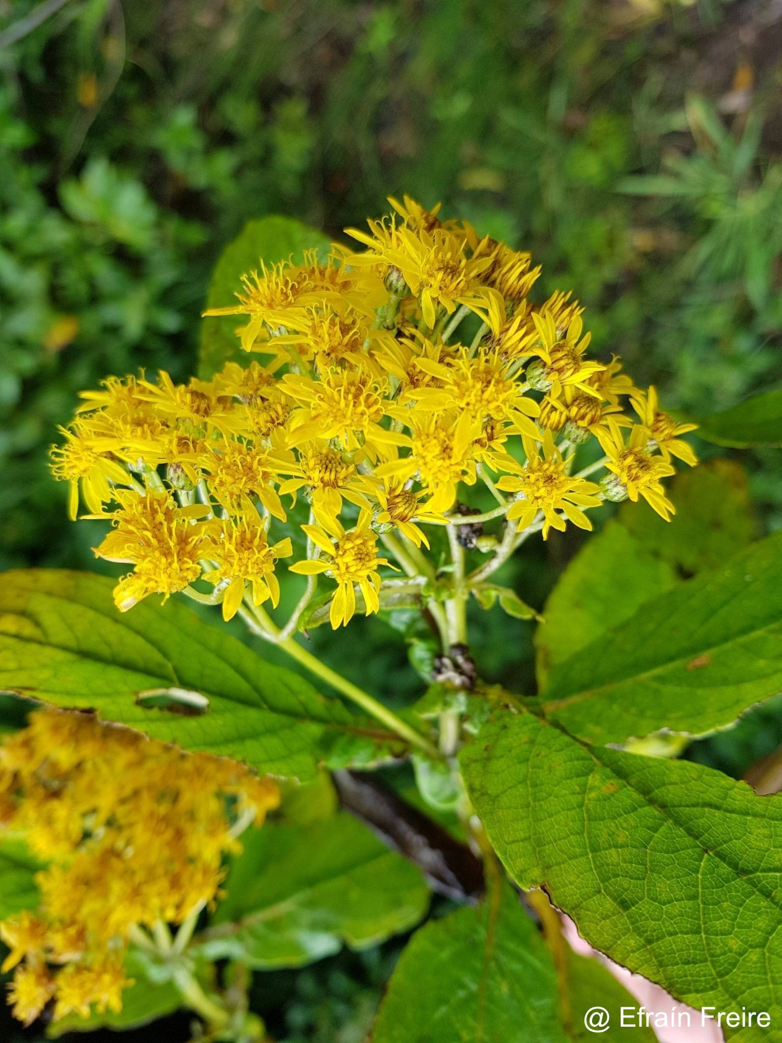 Liabum eggersii image