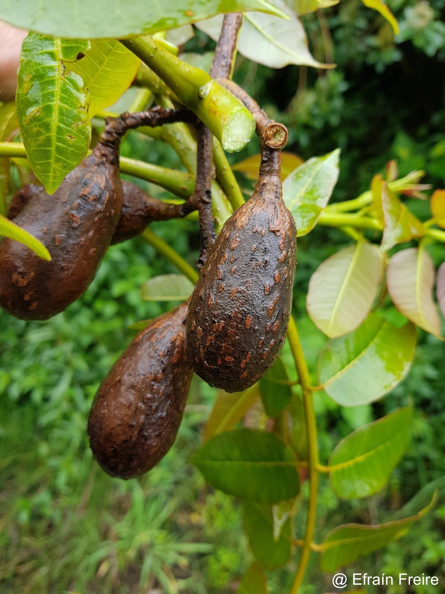 Cedrela montana image