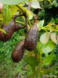 Image of Cedrela montana