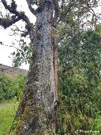 Cedrela montana image