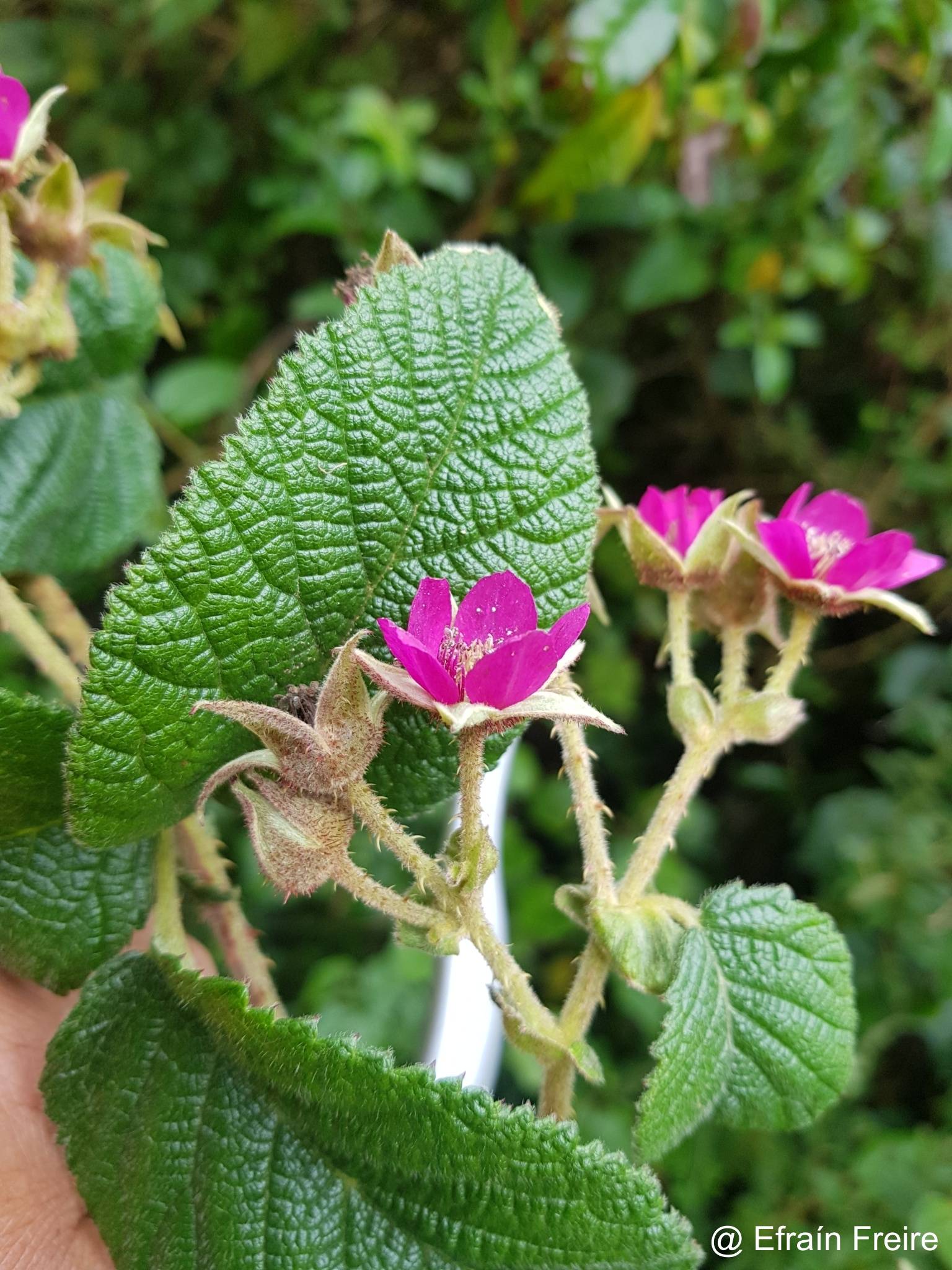 Rubus nubigenus image