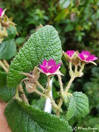 Rubus nubigenus image