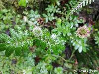 Image of Acaena ovalifolia