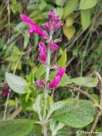 Salvia tortuosa image