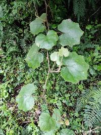 Jungia coarctata image