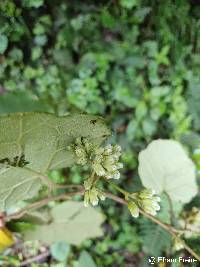 Jungia coarctata image