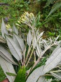 Llerasia hypoleuca image