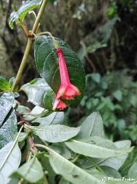 Fuchsia vulcanica image