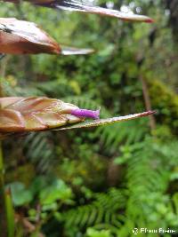 Tillandsia renateae image