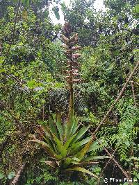 Tillandsia renateae image