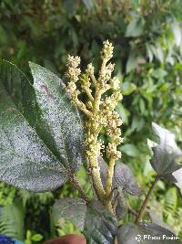 Oreopanax ecuadoriensis image