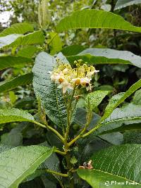 Solanum oblongifolium image