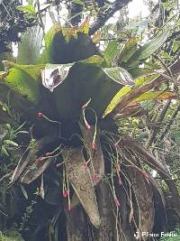 Tillandsia complanata image