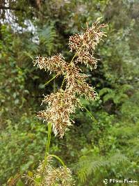 Rhynchospora ruiziana image