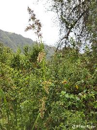 Rhynchospora ruiziana image