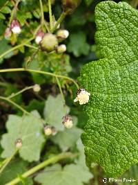 Image of Jungia rugosa