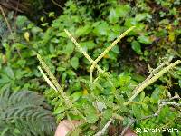 Peperomia hartwegiana image