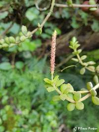 Peperomia hartwegiana image