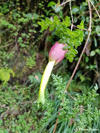 Image of Eccremocarpus viridis