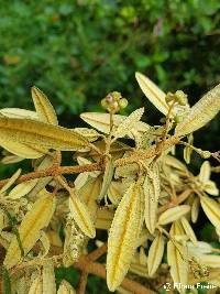 Miconia salicifolia image