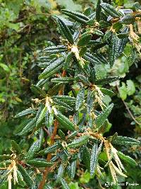 Miconia salicifolia image
