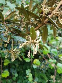 Miconia salicifolia image