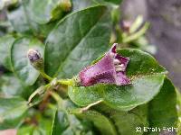 Image of Saracha quitensis