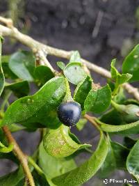 Saracha quitensis image