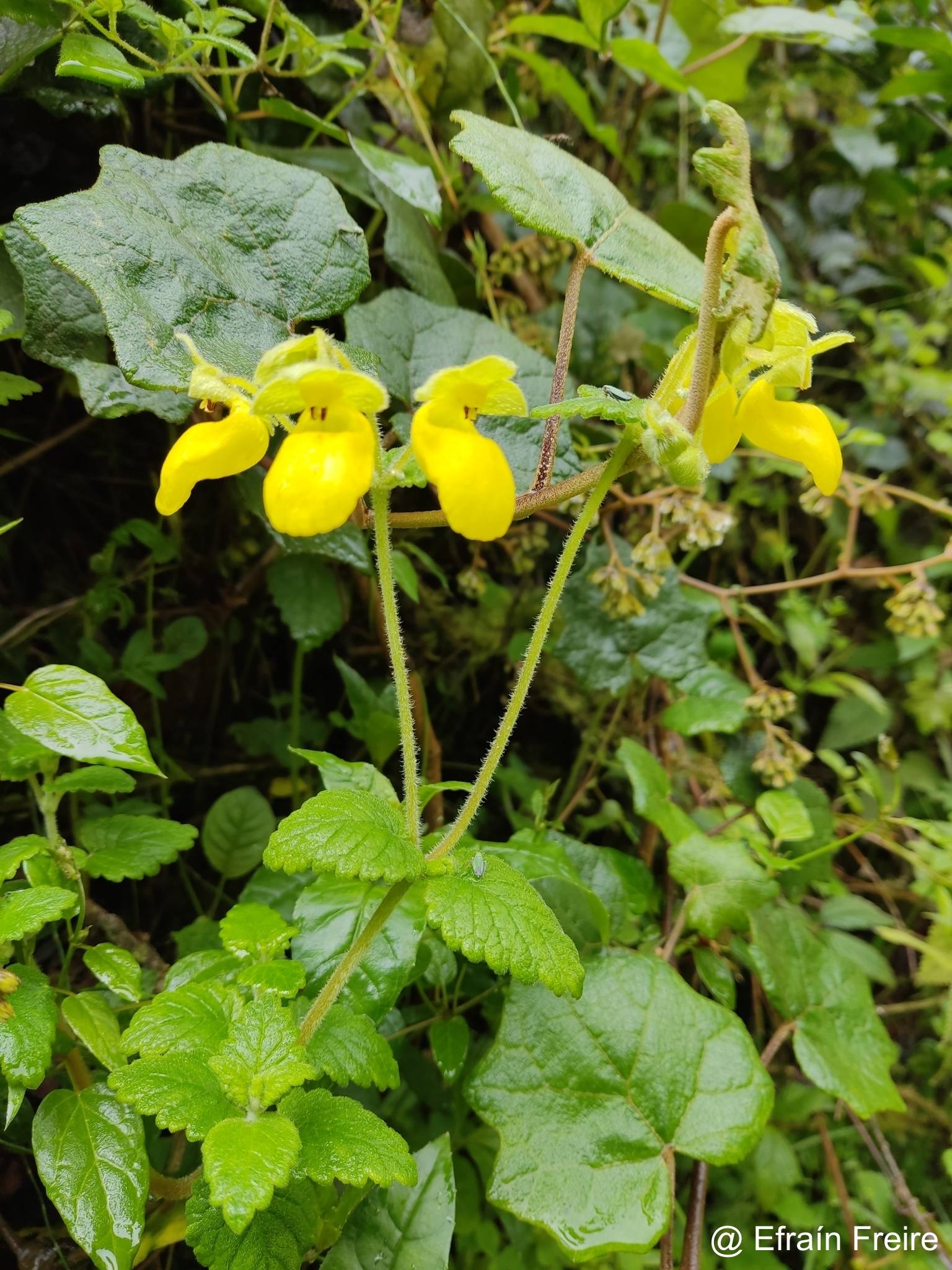 Calceolaria lamiifolia image