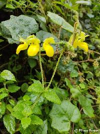 Image of Calceolaria lamiifolia
