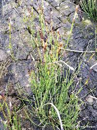 Image of Equisetum bogotense