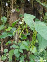 Image of Urtica leptophylla