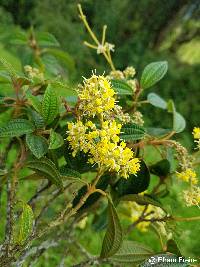 Miconia pseudocentrophora image