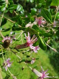 Barnadesia arborea image