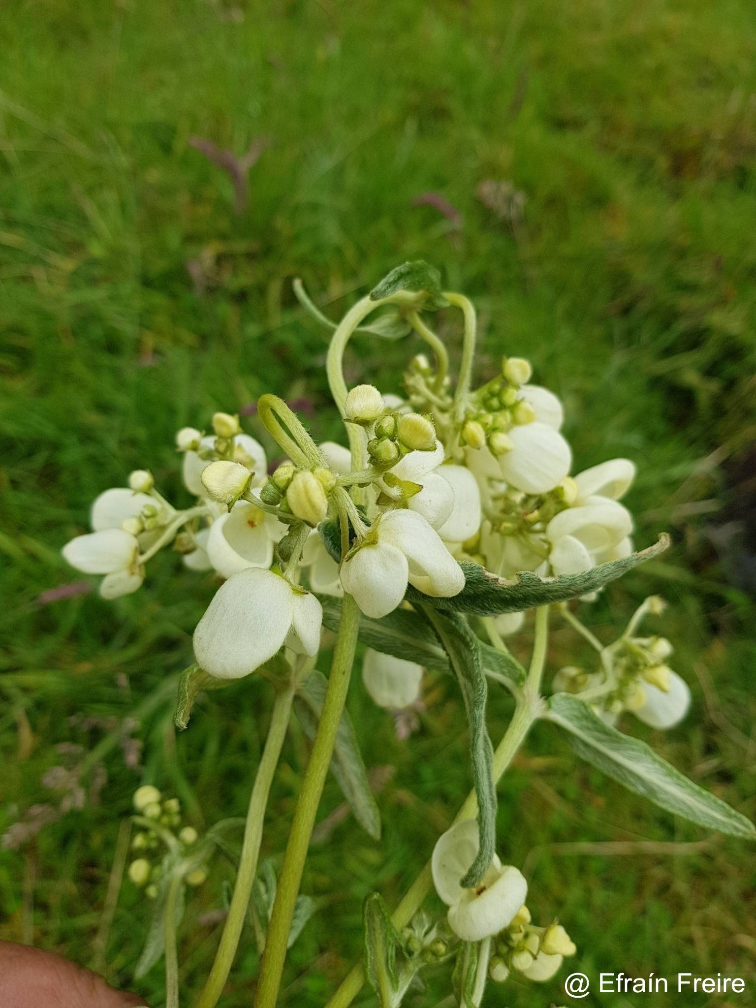 Calceolariaceae image