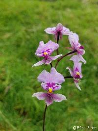 Image of Caucaea nubigena