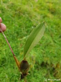 Caucaea nubigena image